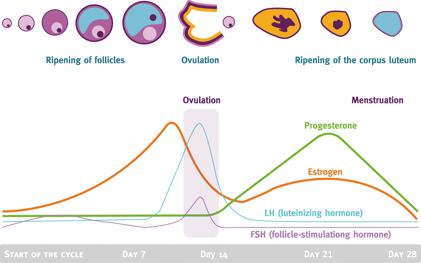 Позы овуляции. Фолликулярная фаза лютеиновая фаза овуляционная фаза. Фазы менструационного цикла лютеиновая фаза. Фазы менструационного цикла фолликулярная лютеиновая. Фазы менструационного цикла фолликулярная овуляторная лютеиновая.